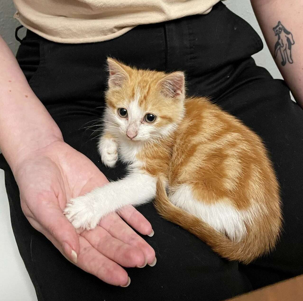 Tiny foster kitten befriends outdoor cat