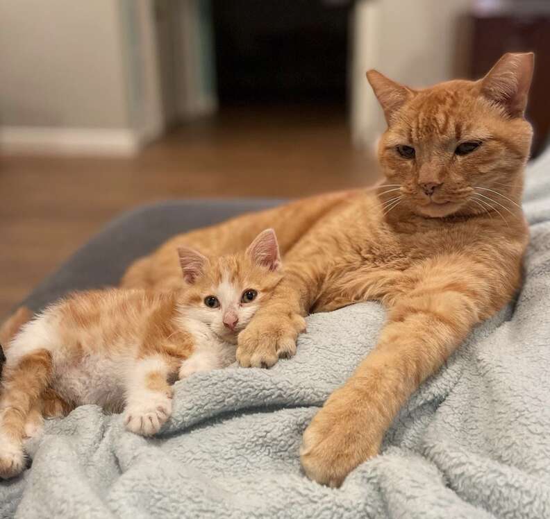 Feral cat loves foster kitten