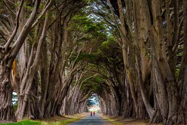 cypress tree tunnel