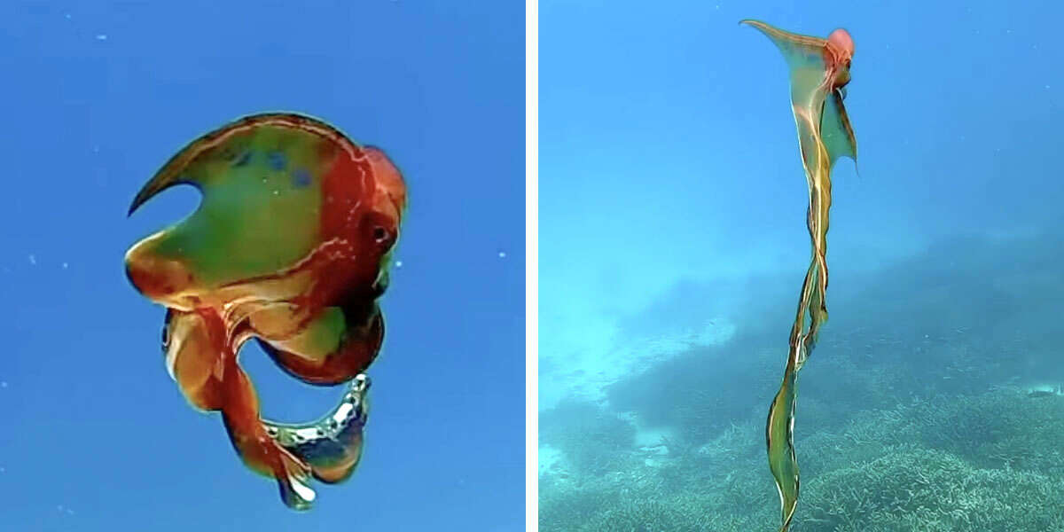 Octopus Rarest Color Divers Record Stunning Encounter With An Extremely Rare Octopus - The Dodo