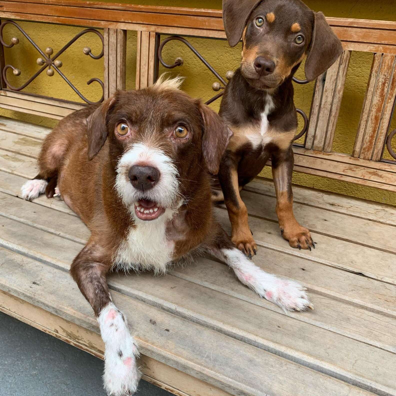 Sweet Shelter Dog Takes Care Of All Her Toys Like They're Her Babies ...