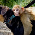 Baby Monkey Nursed Back To Health Thanks To Her Cat Then Falls In Love With A Dog