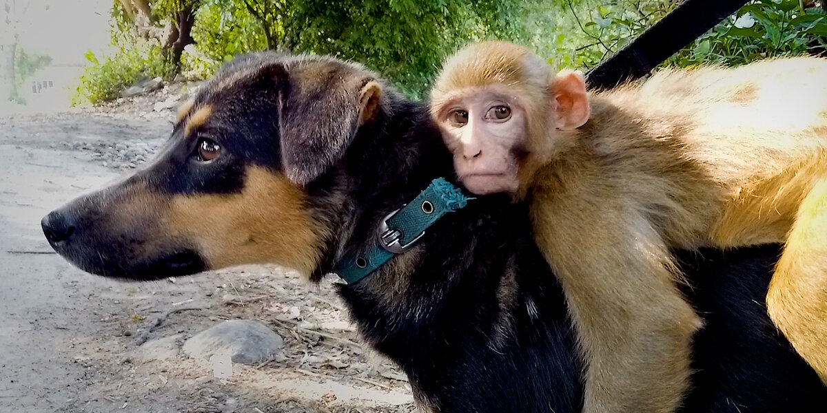 Baby Monkey Nursed Back To Health Thanks To Her Cat Then Falls In Love ...