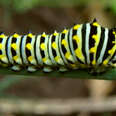 Caterpillar Turns Into Swallowtail Butterfly