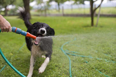 dog drinking from a hose