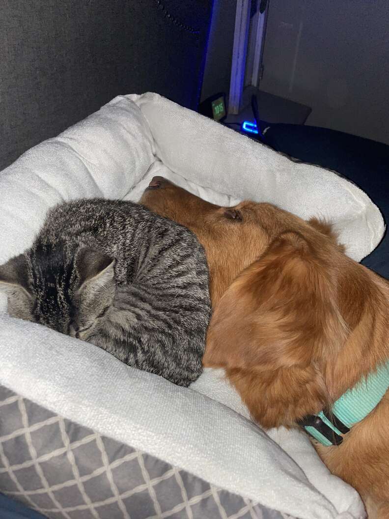 kitten and dog snuggling