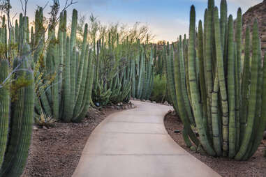 Desert Botanical Garden