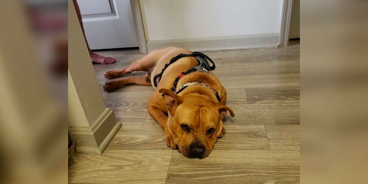 Shelter Dog Gets All Dressed Up To Meet New Family And They Never Show