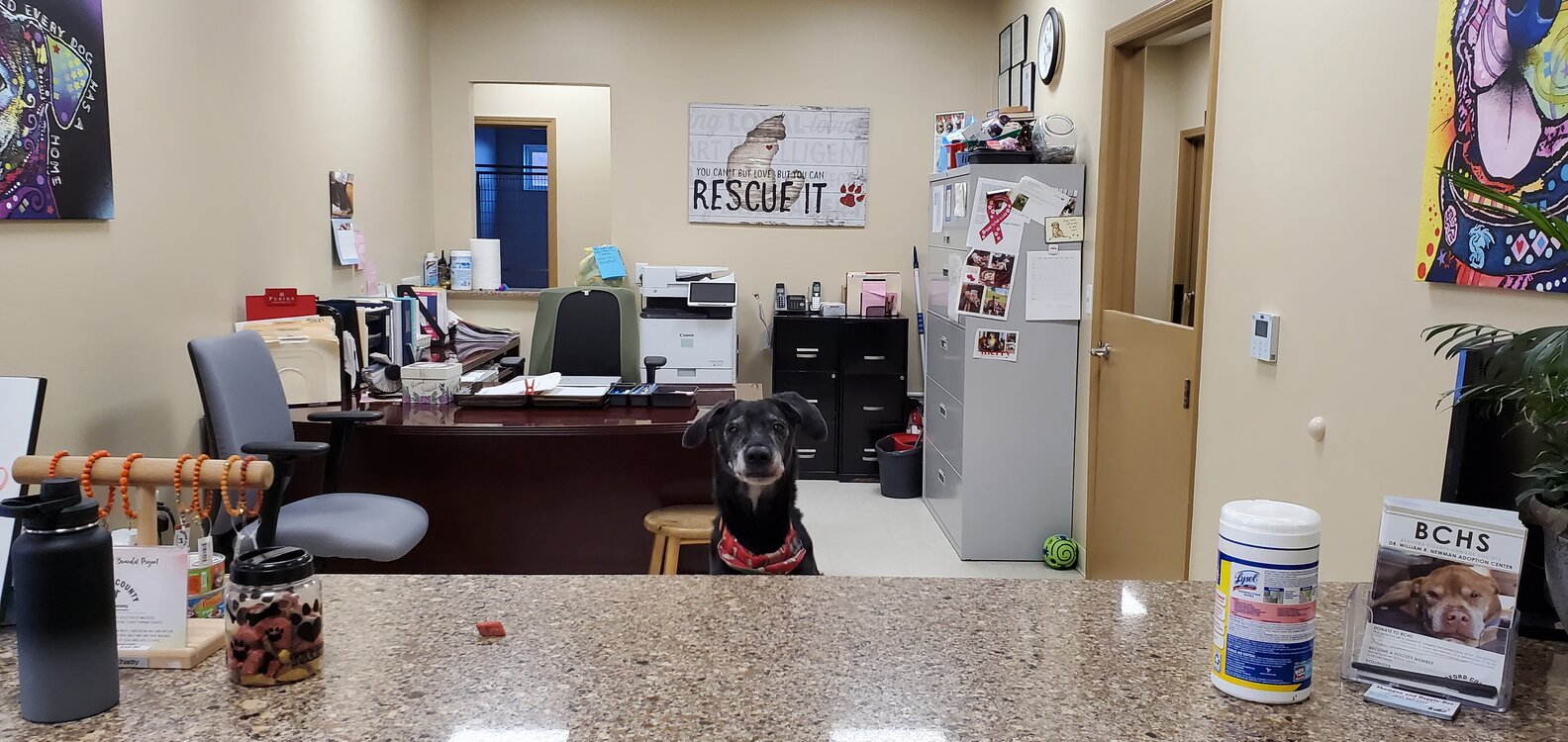 Shelter Dog Gets Out Of Kennel And Throws A Party The Dodo