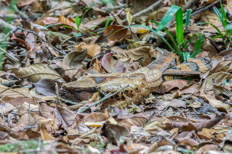great eared nightjar