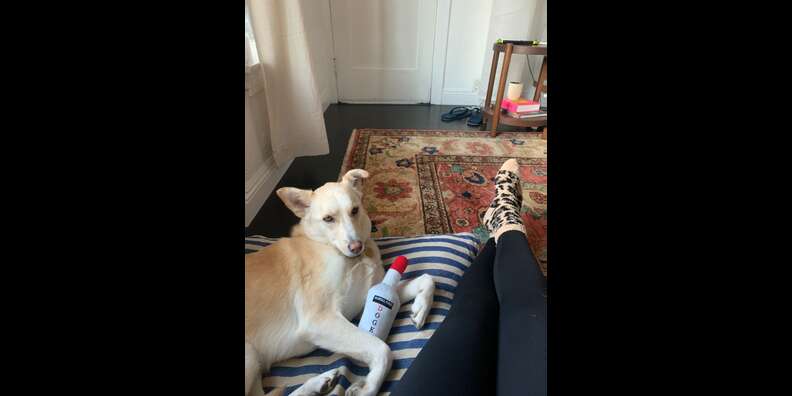 Halara Patitoff Pet Hair Resistant Leggings: Did They Work? - Paw of  Approval - The Dodo