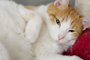 A Special Red Sweater Completely Transformed This Spicy Foster Cat