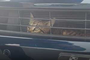 Kitten Saved From Car Engine Gives Hope To Guy Who Needs It Most
