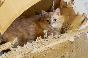 The Ginger Tabby Who Fell In Love With A Shredded Box