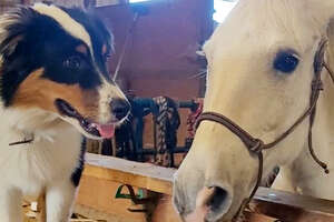 Puppy Teaches A Scared Work Horse How To Play
