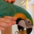 Parrot Kept In A Cage Learns How To Fly