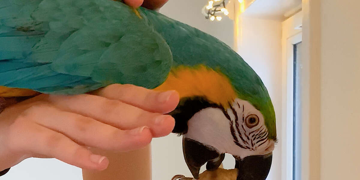 Parrot Kept In A Cage Learns How To Fly Videos The Dodo