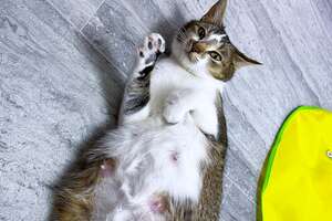 8 Rules To Fostering a Pregnant Cat