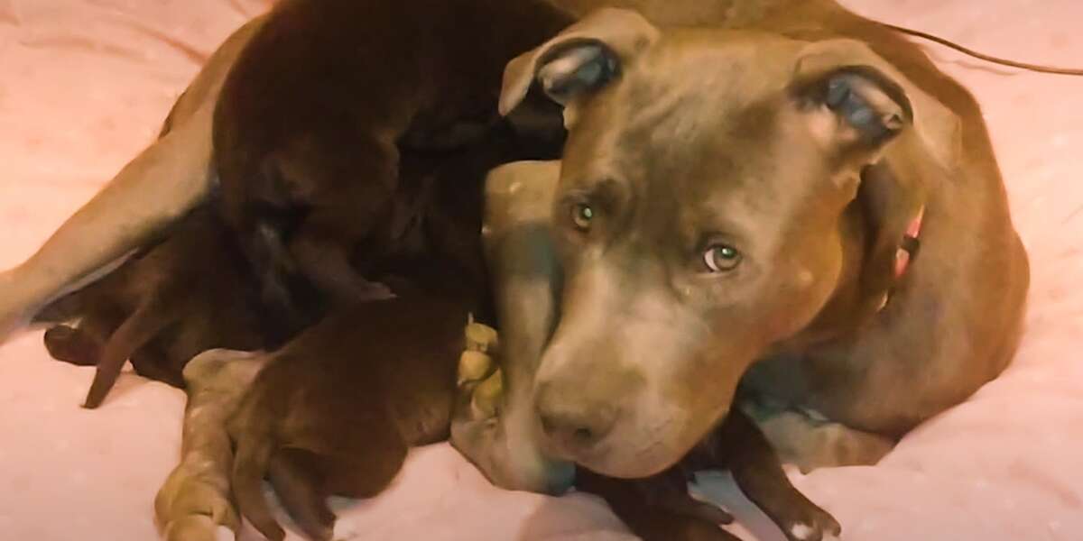 Mama Pittie Was Hiding Her Puppies In A Burrow Videos The Dodo