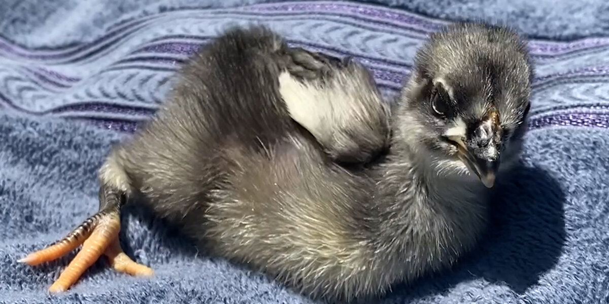 Reque Chicken Tiny Rescue Chicken Follows Mom Everywhere - Videos - The Dodo