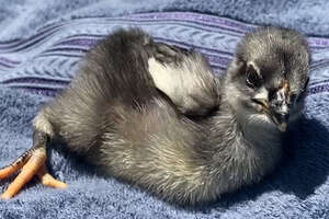 Tiny Rescue Chicken Follows Mom Everywhere