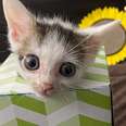 Teeny-Tiny Kitten Grows Up Into A Tiny Cat!