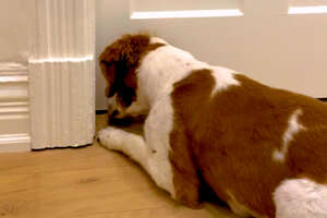 Socially Awkward Dog Waits Two Weeks To Meet His New Best Friend