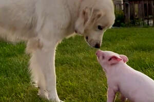 Dog Adopts A Tiny Rescue Piglet