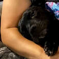 Pregnant Pittie Is Saved And Won't Stop Hugging Her Rescuer