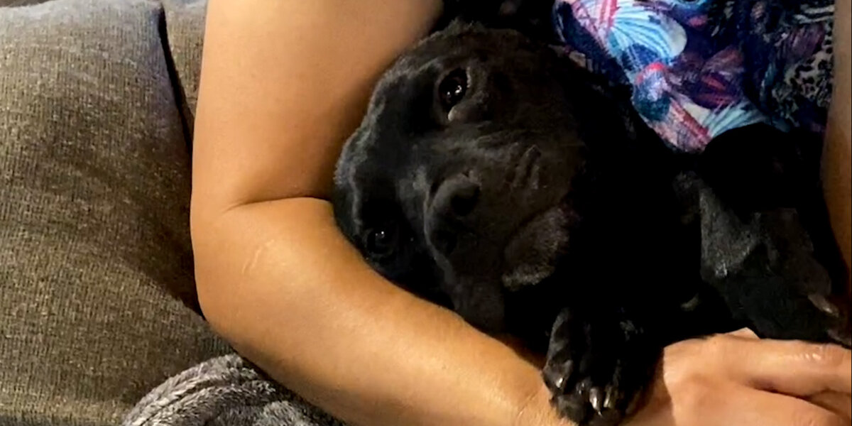 Pregnant Pittie Is Saved And Won't Stop Hugging Her Rescuer - Videos ...