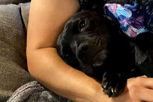 Pregnant Pittie Is Saved And Won't Stop Hugging Her Rescuer