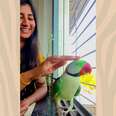Pretty Wild Parrot Visits Woman's Balcony Every Single Day