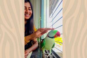 Pretty Wild Parrot Visits Woman's Balcony Every Single Day