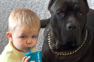 Baby Grows Up With 125-Pound Dog