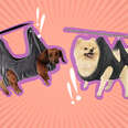 dogs in grooming hammocks