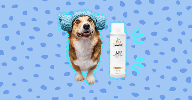 The Best Dog Shampoos To Keep Your Pup Clean And Smelling Amazing -  DodoWell - The Dodo