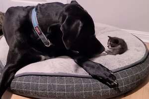 Orphaned 1-Pound Kitten Gets Adopted By a 160-Pound Great Dane