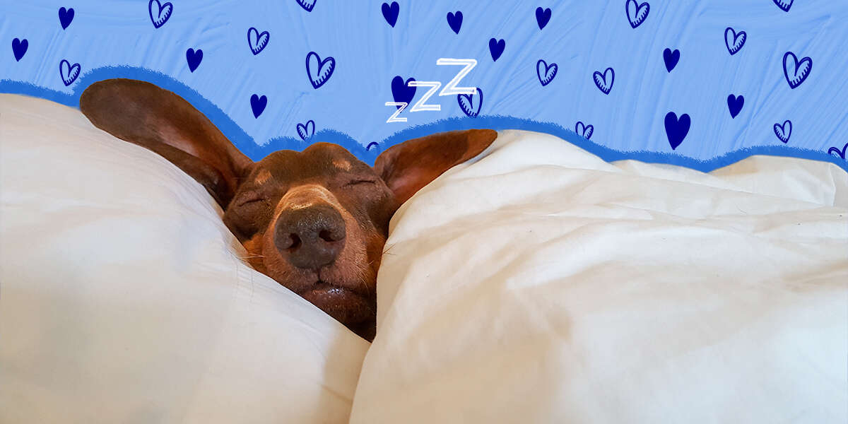 Caring For A Dog After Heartworm Treatment DodoWell The Dodo