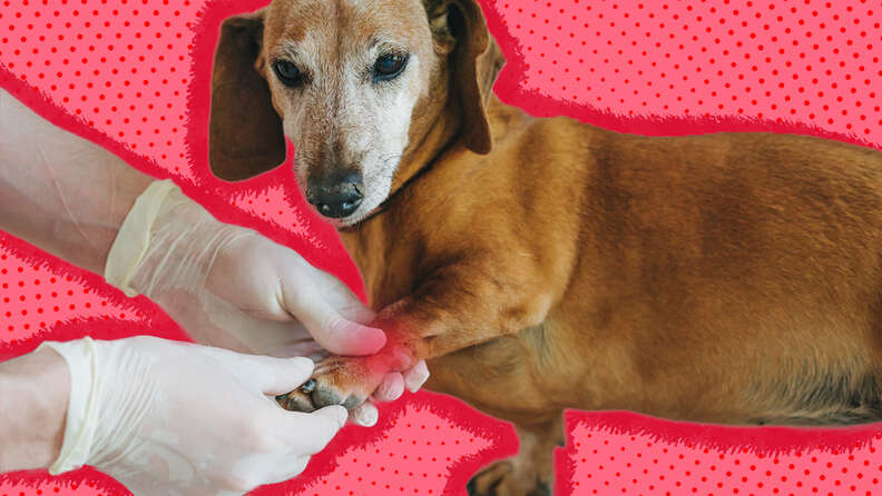 arthritis in dogs what is it and how to help your canine