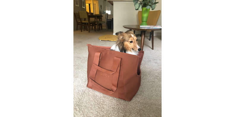 Diggs Passenger Travel Carrier Review: Why This Bag Is A Must-Have For Pets  On The Go - Paw of Approval - The Dodo