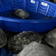 People Save Thousands Of Sea Turtles From Freezing Water