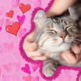 person petting cat with hearts