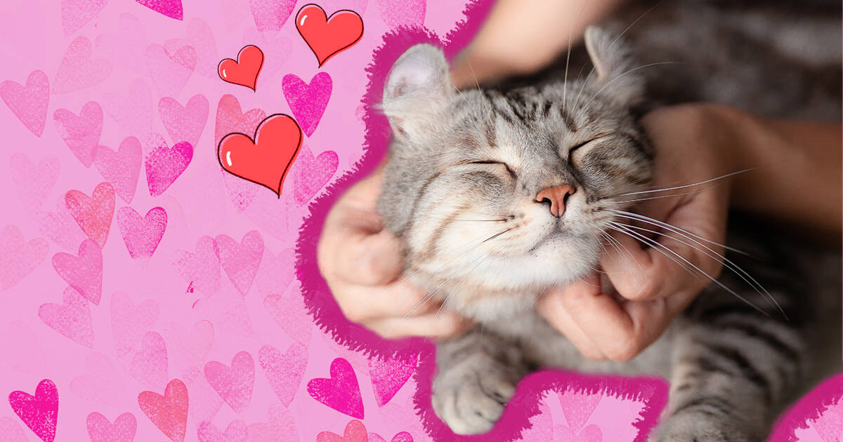 Does My Cat Love Me? 8 Ways They Tell You — Pumpkin®