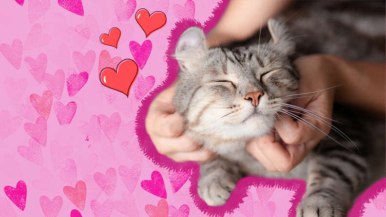 cat love you