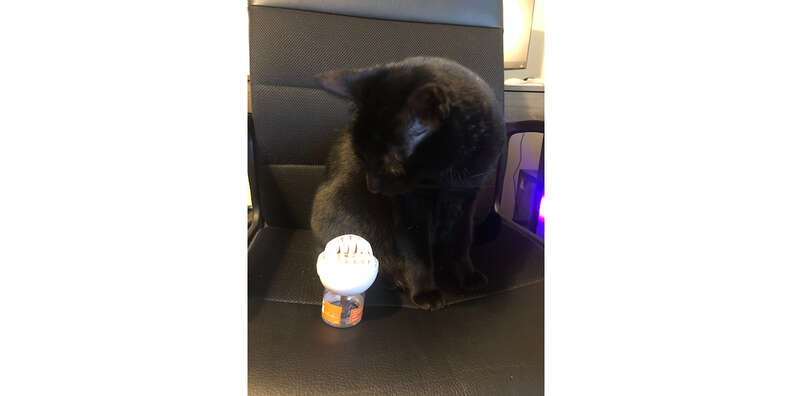 Thunderease cat calming store diffuser