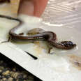 Little Skink Stuck On Glue Trap Gets Some Help