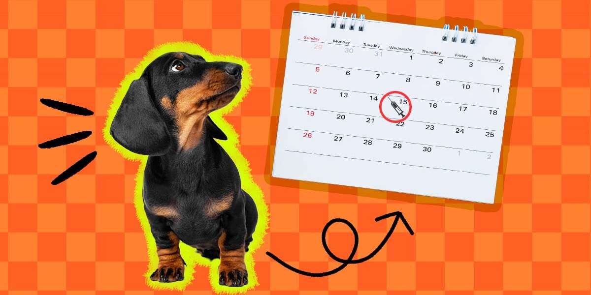 A Guide To Your Puppy’s Vaccination Schedule DodoWell The Dodo