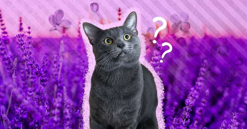 Is Lavender Safe For Cats DodoWell The Dodo