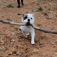 Bulldog Has One Obsession: Big Sticks