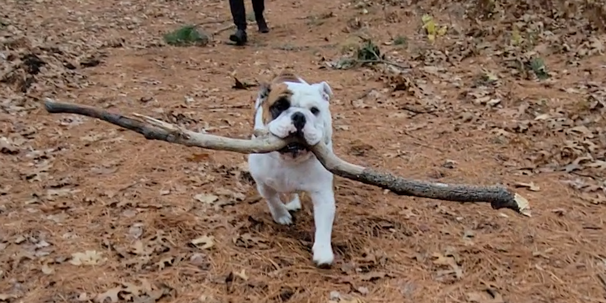 Bulldog Has One Obsession Big Sticks Videos The Dodo
